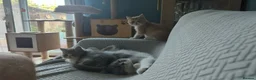 British Shorthair cats for sale: Meet Tom – The Bulk, The Legend, The Ex-Furby! 🐾 - Advert 5