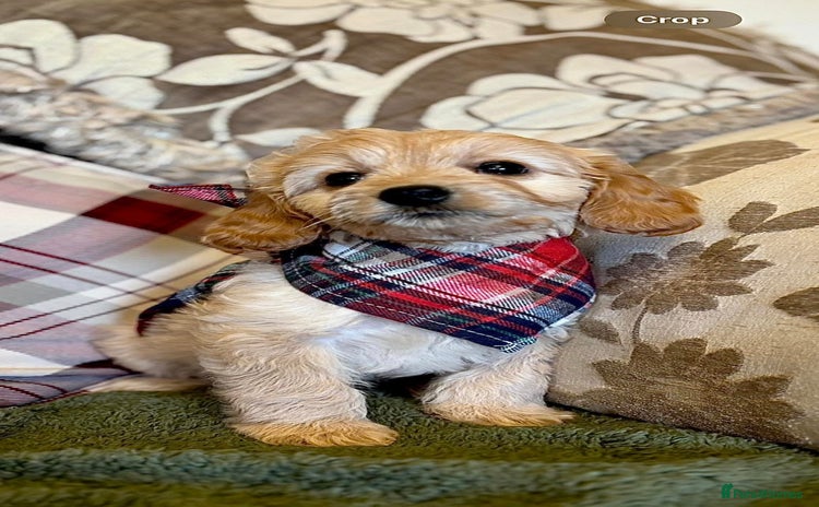 Cavapoo dogs - Advert 1