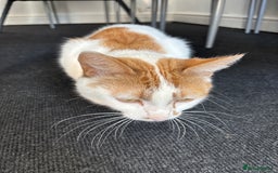 Mixed Breed cats for sale: Kittens  - Image 7