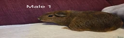 Guinea Pig rodents for sale: Guinea Pigs looking for a forever home - Advert 3