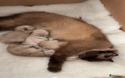 Ragdoll cats for sale: Pedigree Mink Ragdoll kittens  - Image 11