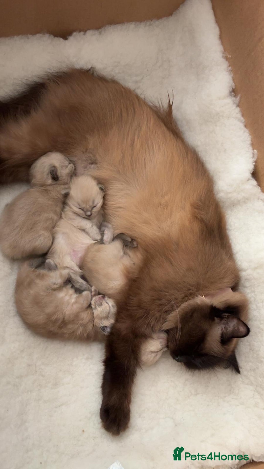 Ragdoll cats for sale: Pedigree Mink Ragdoll kittens  - Image 11