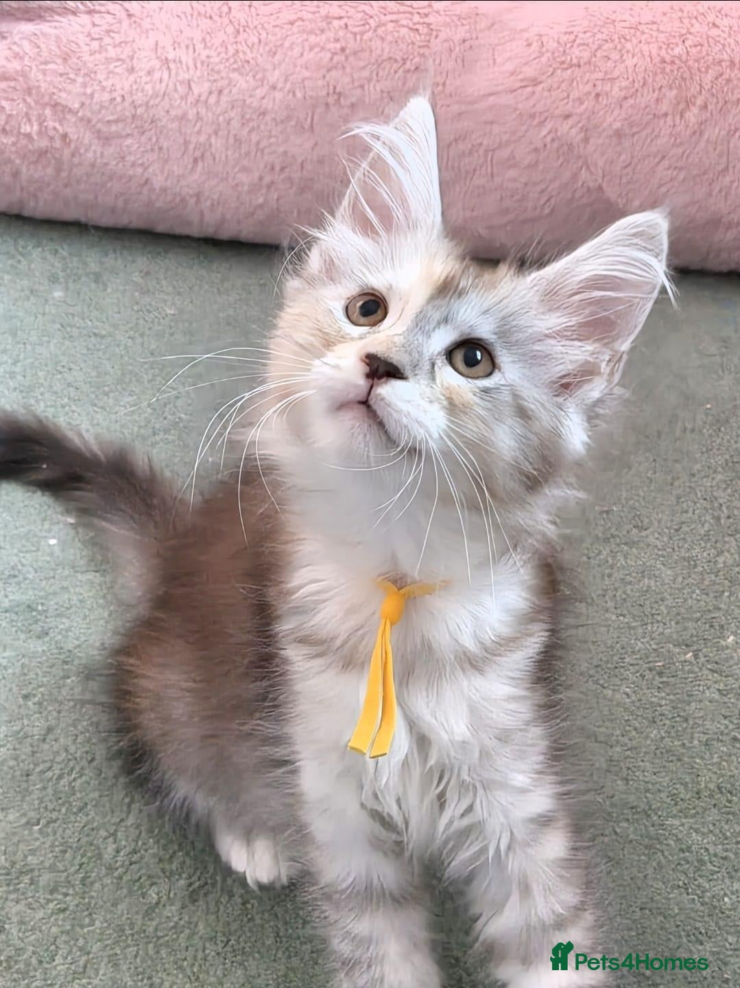Maine Coon cats 🐾 Chunky TICA Registered Maine Coon Kittens 🐾 - Advert 5