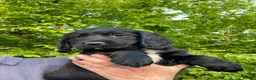 Sprocker dogs for sale: Sprocker Spaniel puppies  - Advert 22