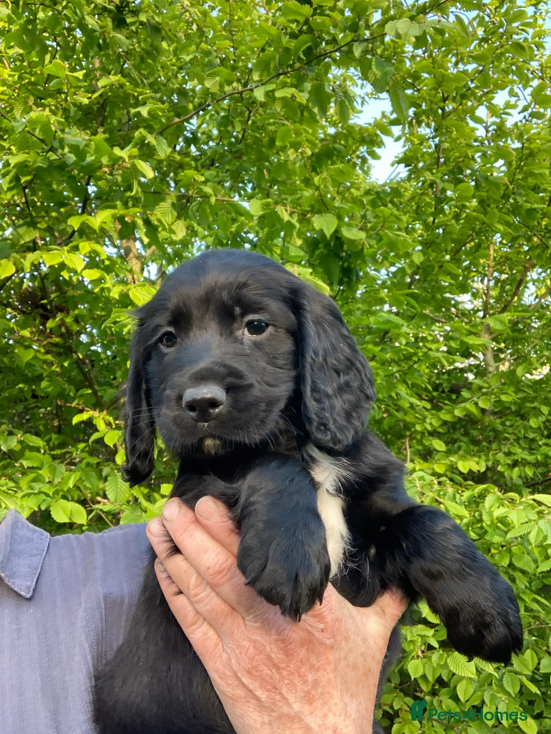 Sprocker dogs for sale: Sprocker Spaniel puppies  - Advert 22