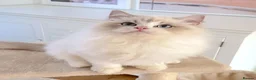 Ragdoll cats for sale: READY NOW *** GCCF REGISTERED RAGDOLL KITTENS - Advert 16