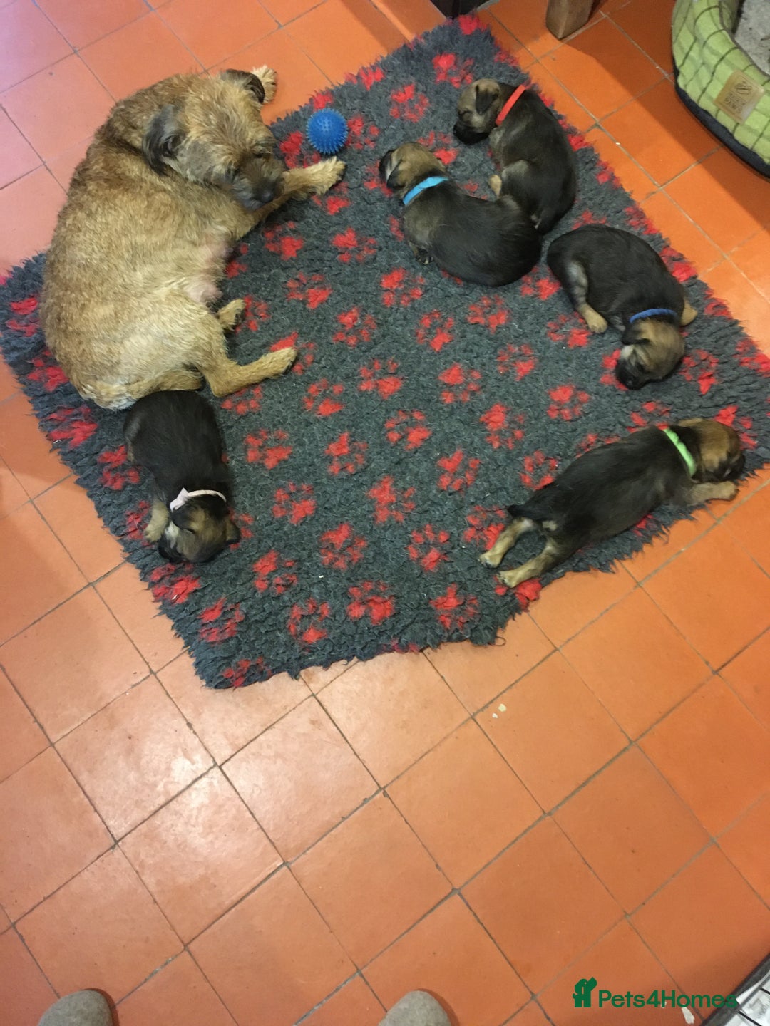 Border Terrier dogs for sale: Adorable Border terrier puppies  - Advert 10