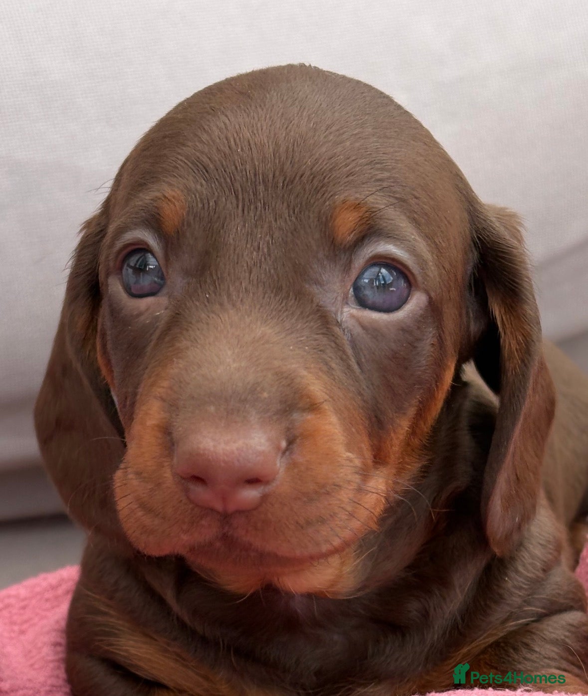 Dachshund dogs Smooth haired miniature Dachshunds 🐶😍 - Advert 2