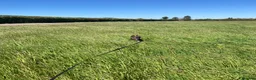 Mixed Breed dogs for sale: 4.5 month old Dutch Herder mix  in Milton Keynes - Advert 4