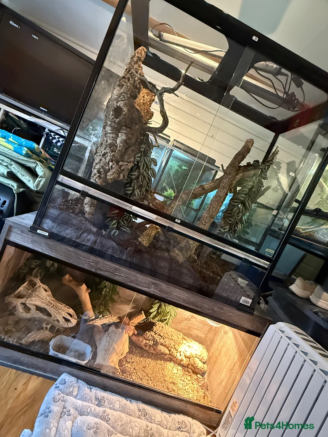 Gecko reptiles for sale: 2 x Leachianus and Bearded Dragon for sale  - Advert 2