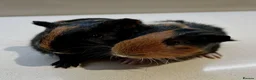 Guinea Pig rodents for sale: 2 Baby boy guinea pigs  - Advert 3