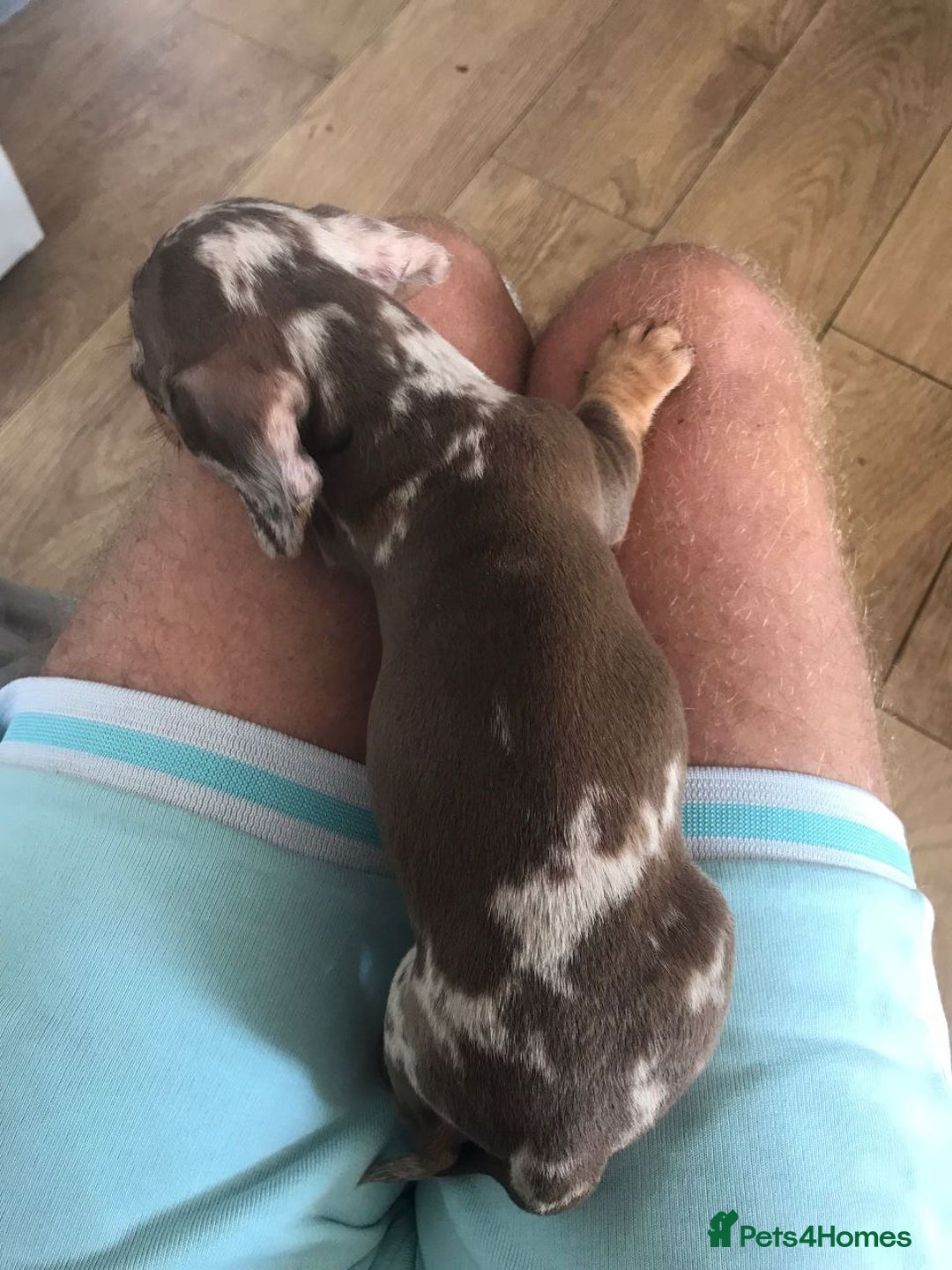 Miniature Dachshund dogs for sale: Spectacular Miniature Dachshund Puppies - Advert 12