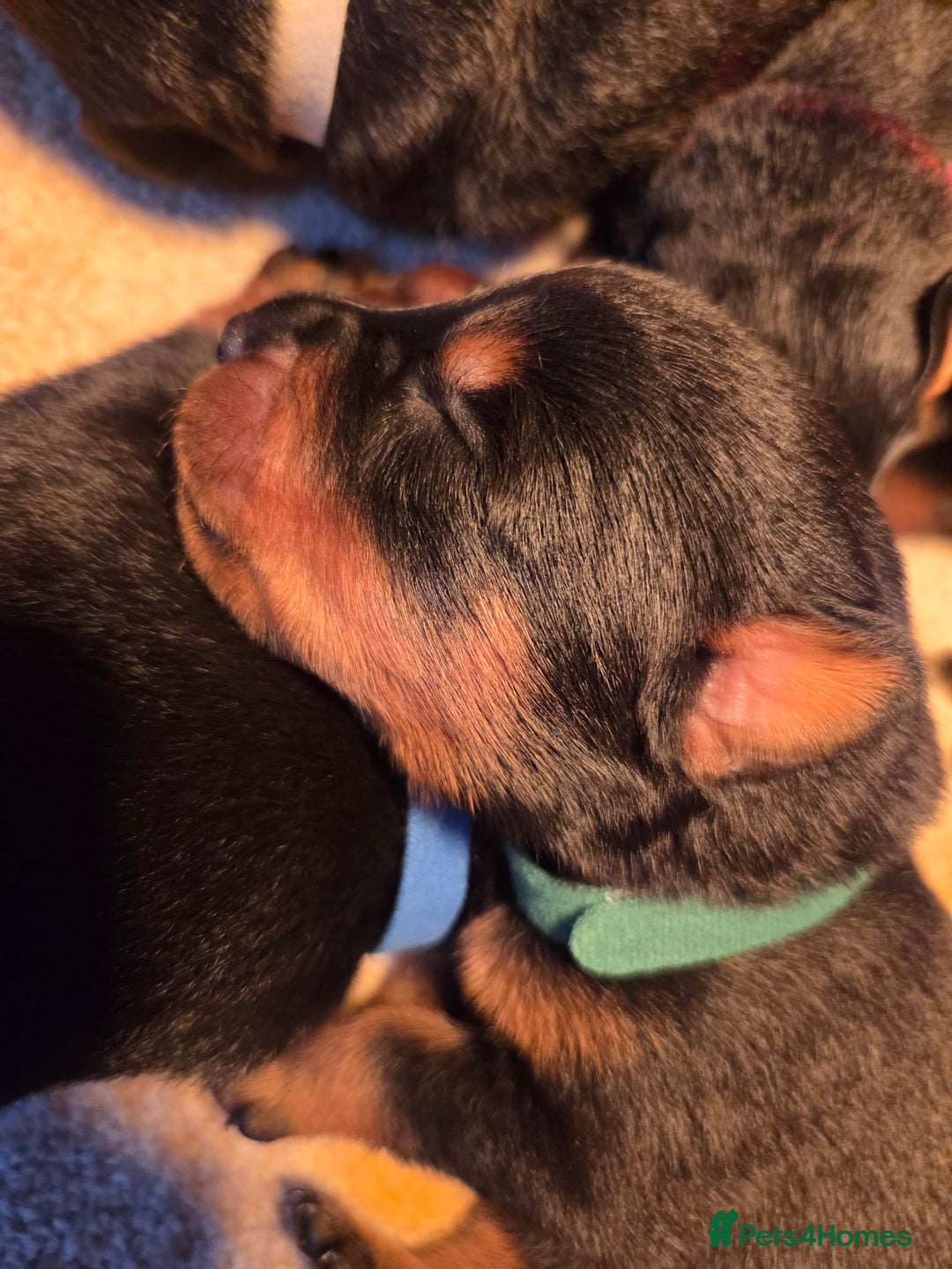 Rottweiler dogs for sale: Rottweiler  - Image 4