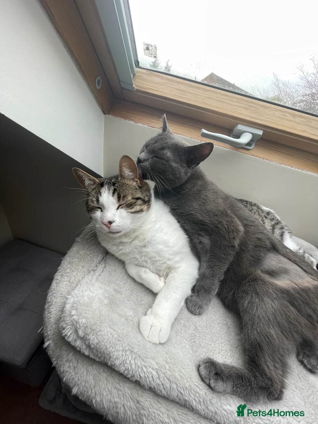 British Shorthair cats for sale: Two adult cats for rehoming in Droitwich - Advert 6