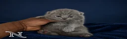 British Shorthair cats for sale: Exceptional GCCF REGISTERED BSH KITTENS - Advert 4