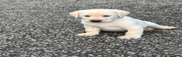 Labrador Retriever dogs for sale: Beautiful Labrador Puppies - Advert 4
