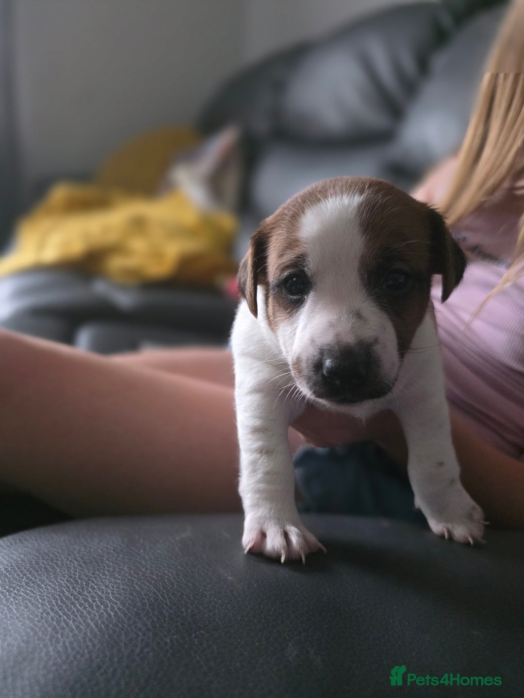 Jack Russell dogs for sale: Jack Russel puppies - Image 3