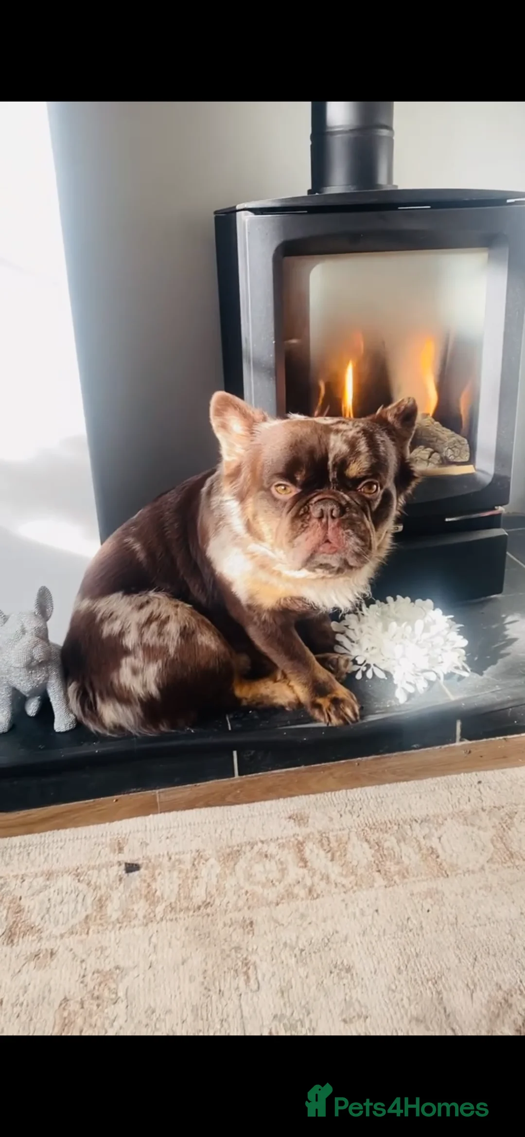 French Bulldog dogs for stud: Stitch - fluffy French bulldog  in Solihull - Advert 3
