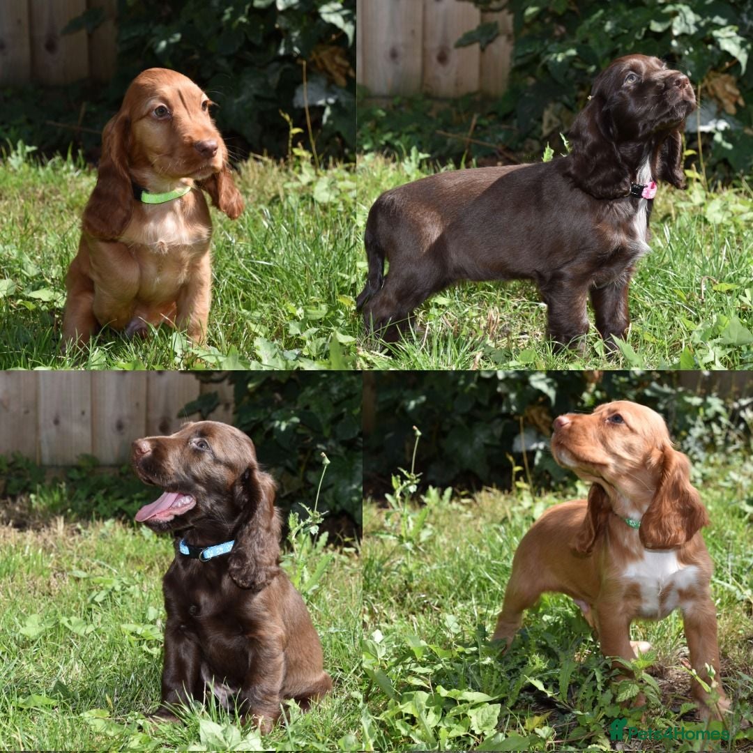 Cocker Spaniel dogs Ready Now Kc Reg Show Type Cocker Spaniel  - Advert 13