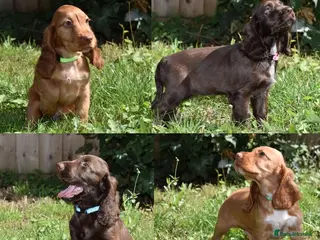 Cocker Spaniel dogs Ready Now Kc Reg Show Type Cocker Spaniel - Advert 13