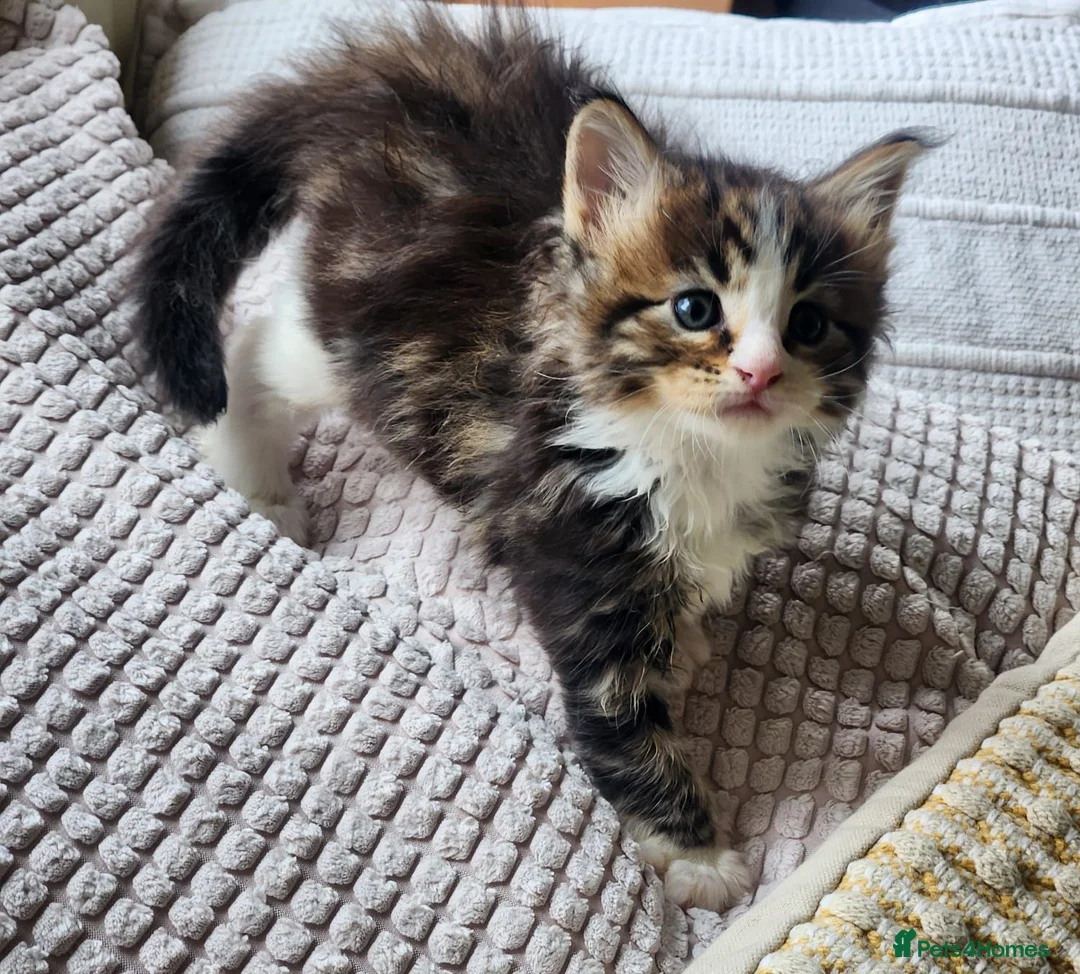 Maine Coon cats for sale: Maine Coon Litter of 5 now reserving - Advert 8