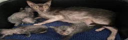 Lykoi cats for sale: Lykoi Kittens  - Advert 4