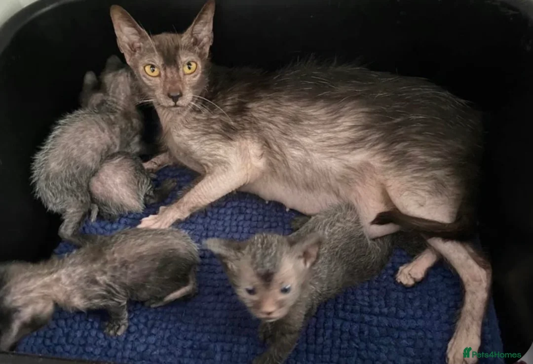 Lykoi cats for sale: Lykoi Kittens Ready Now  - Advert 10