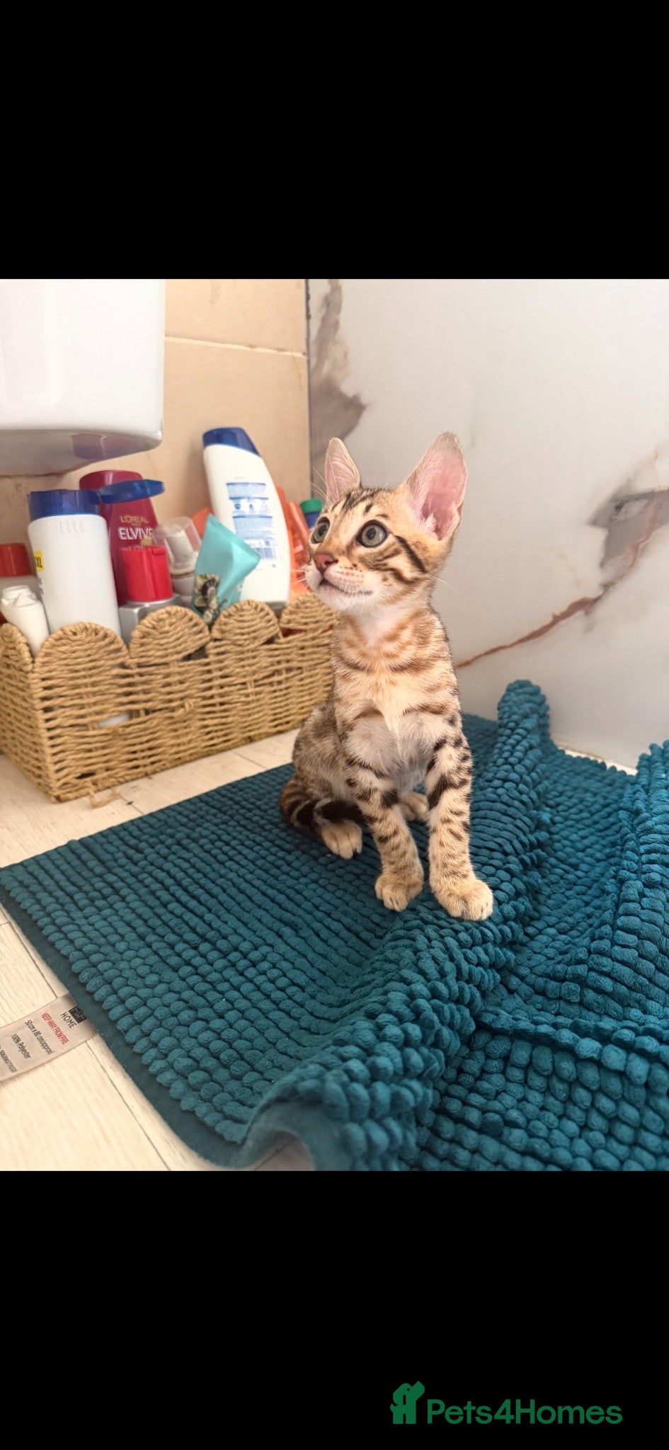 Savannah cats Savannah F5 Bengal hybrid  - Advert 4