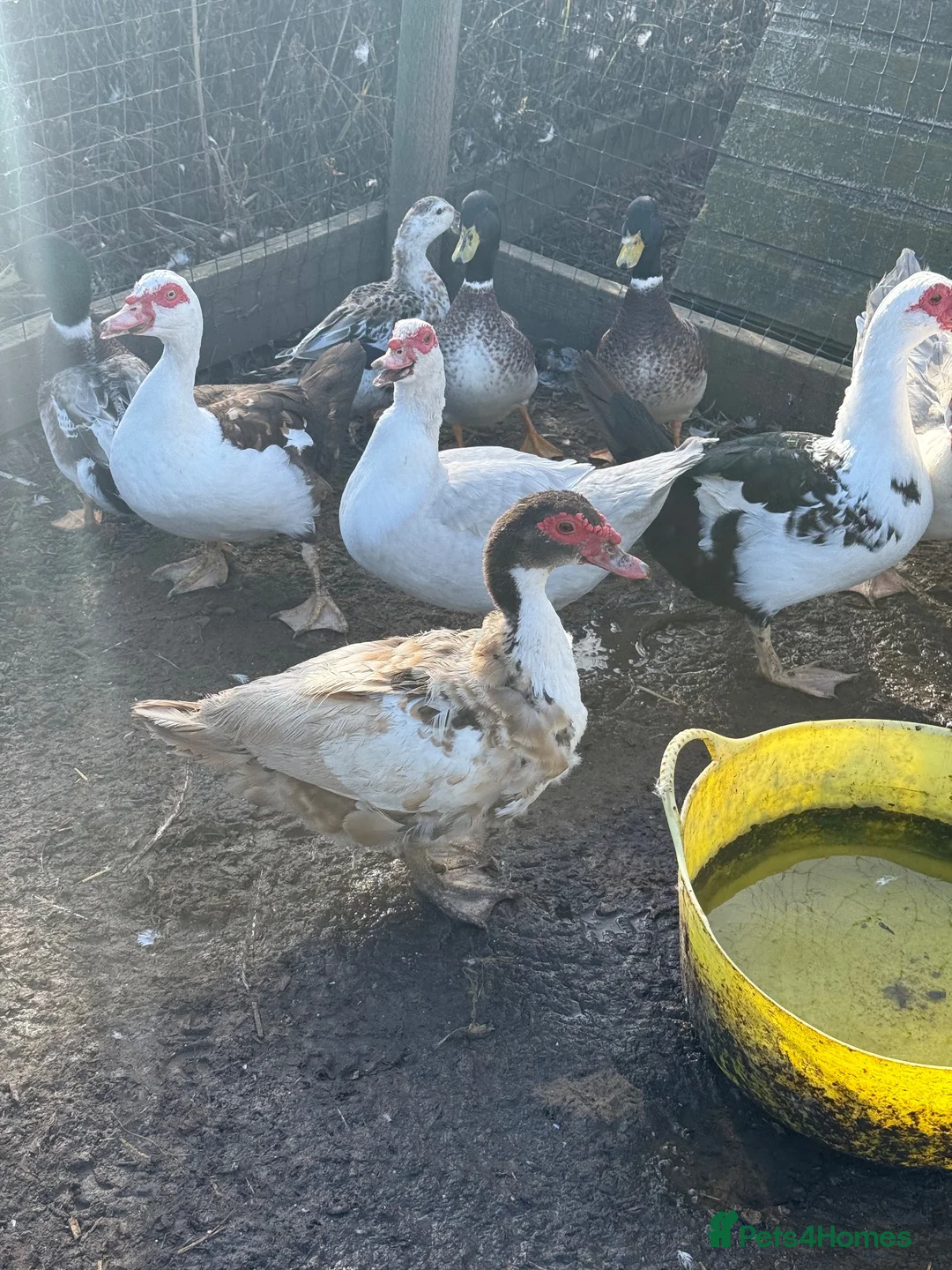 Waterfowl poultry for sale: Various Trios Muscovy ducks - Advert 2
