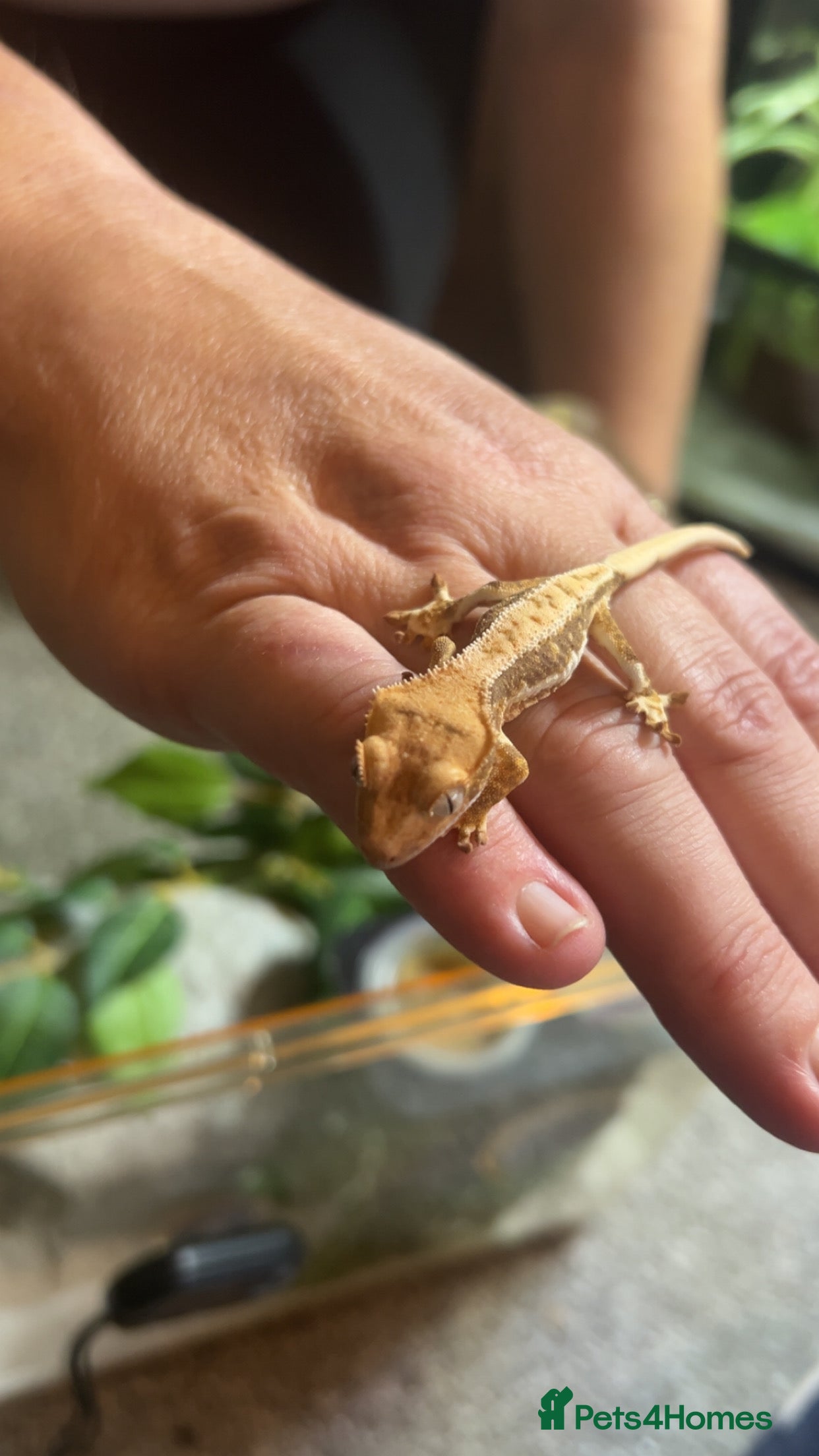Gecko reptiles Lilly White crested gecko - Advert 5