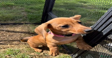 Dachshund dogs - Advert 10