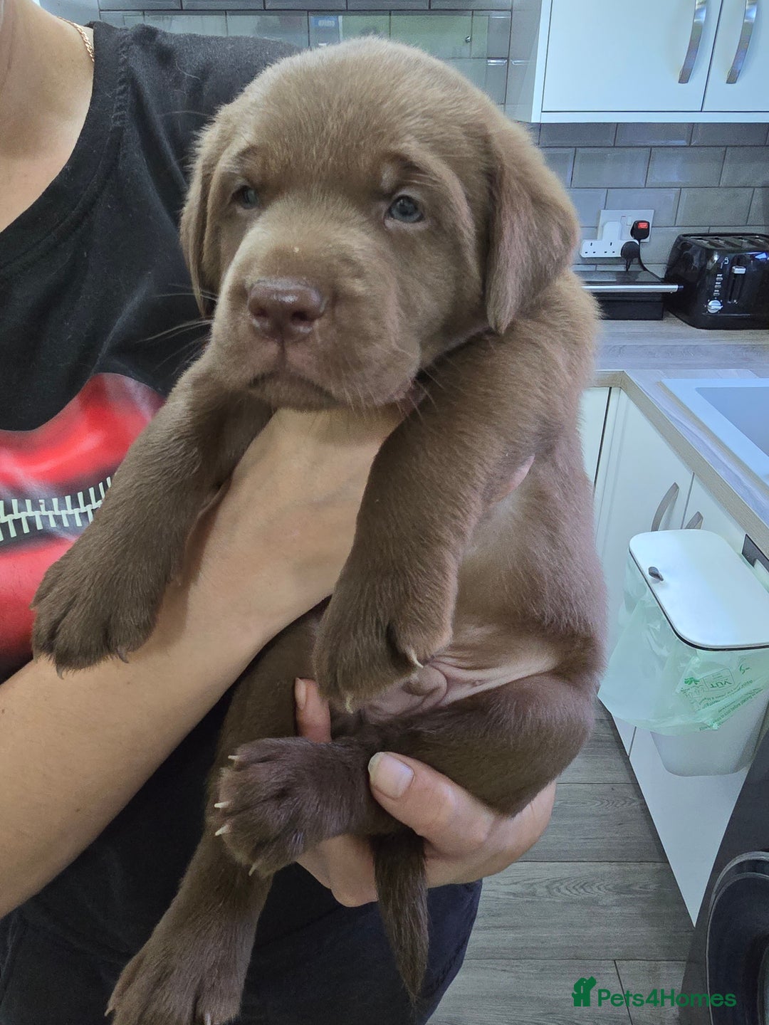 Labrador Retriever dogs for sale: Ready for home 🥰left last boy! - Advert 33