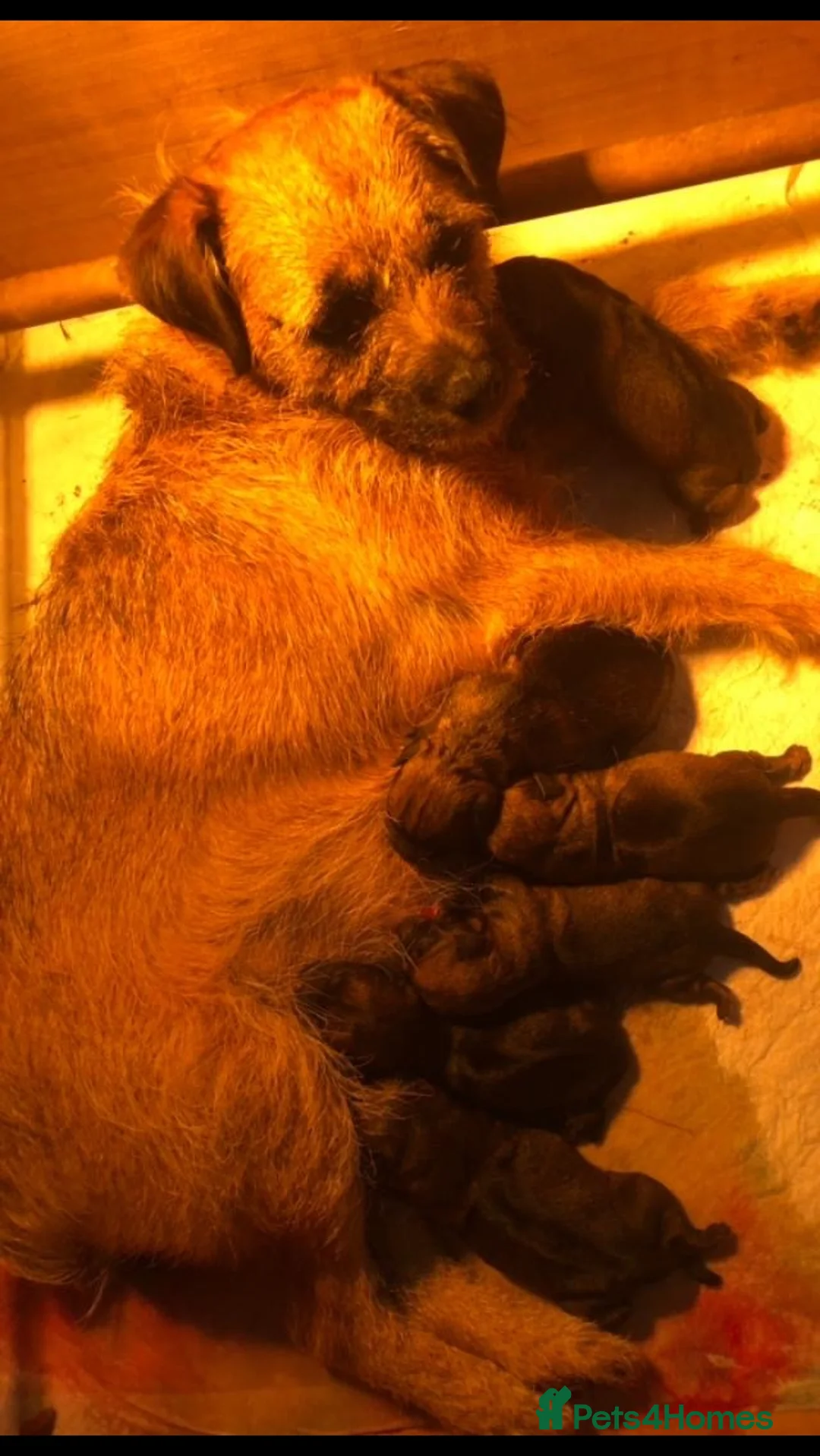 Border Terrier dogs for sale: Border terrier puppies  - Advert 6