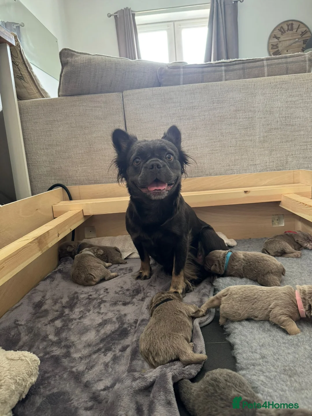 French Bulldog dogs for sale: 5 ISABELLA NEW SHADE & BLUE FLUFFY FRENCHIE in Salisbury - Advert 2