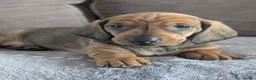 Dachshund dogs for sale: Champion Line Standard Dachshund  in Coventry - Advert 16
