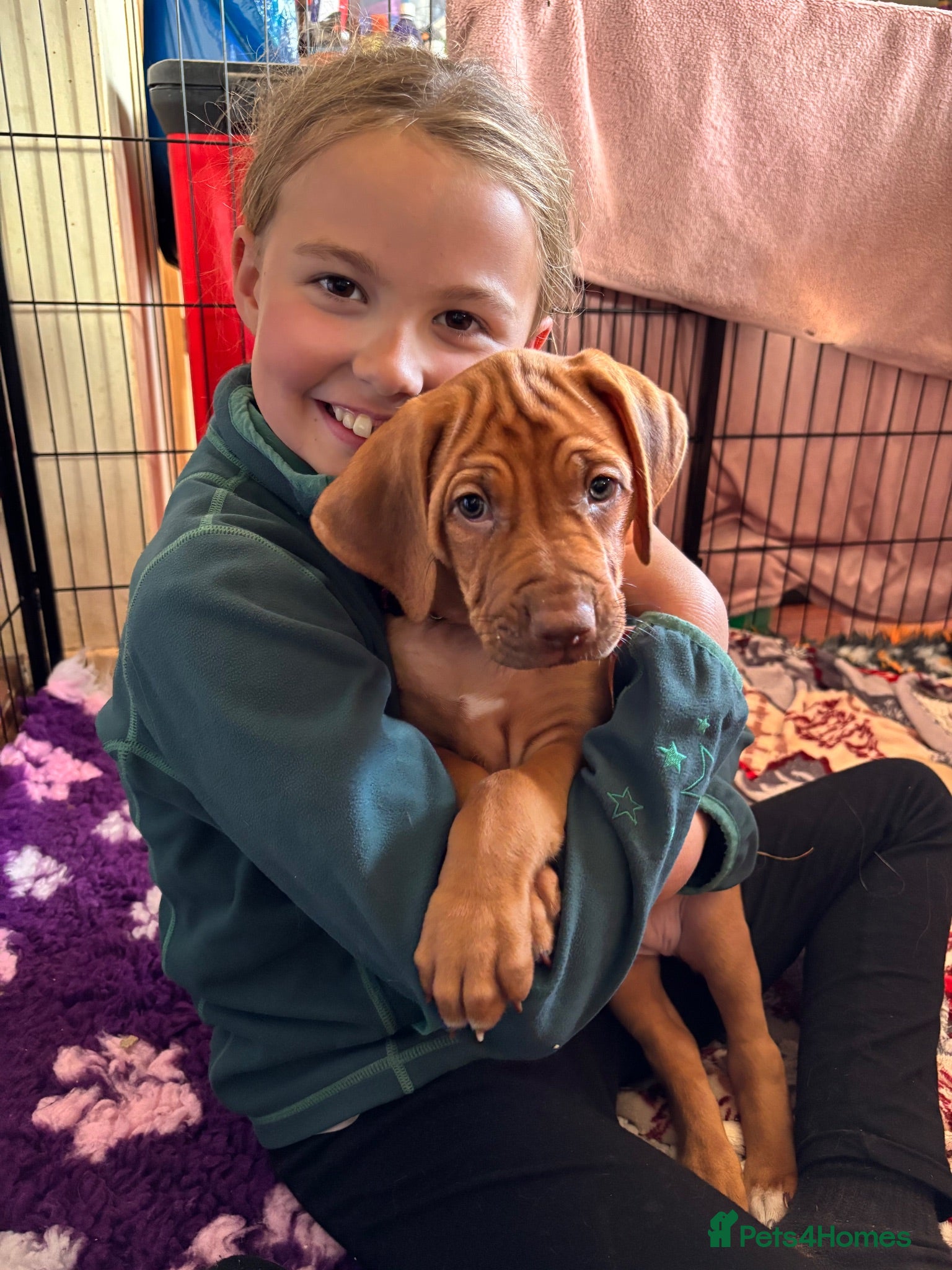 Rhodesian Ridgeback dogs Exceptionally Health Tested KC Ridgeback Puppies - Advert 1
