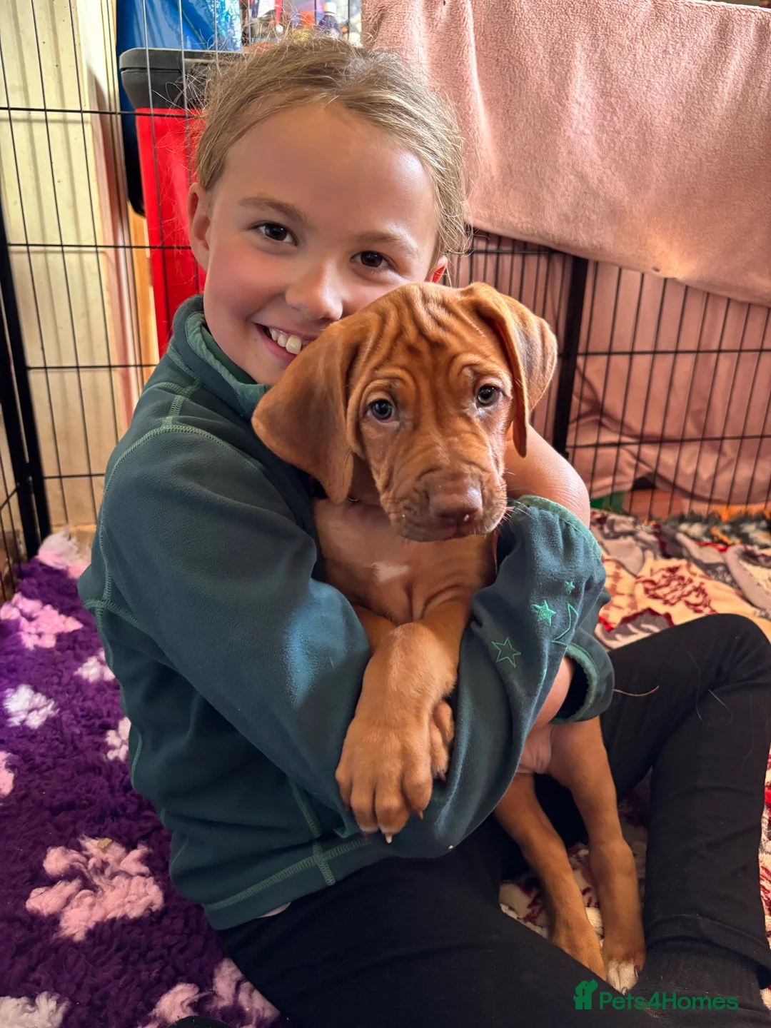 Rhodesian Ridgeback dogs for sale: Exceptionally Health Tested KC Ridgeback Puppies - Advert 2