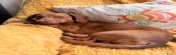 Mixed Breed dogs for sale: Miniature dachshund cross cavachons in Grantham - Advert 4