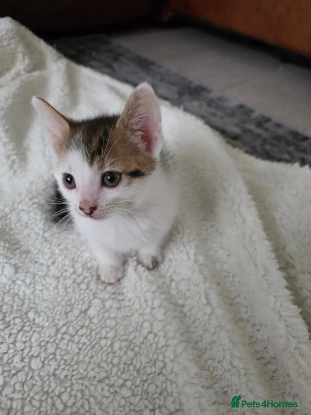 Mixed Breed cats for sale: 🐾 Gorgeous Home-Raised Tabby & White Kittens 🐾 in Rochdale - Advert 10