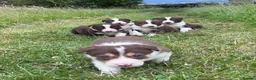 Border Collie dogs for sale: ISDS Red & white Border Collie Puppies - Advert 6