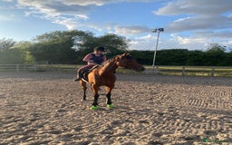 Irish Thoroughbred horses for sale: Freddy measuring between 15.2 and 15.3 - Image 2