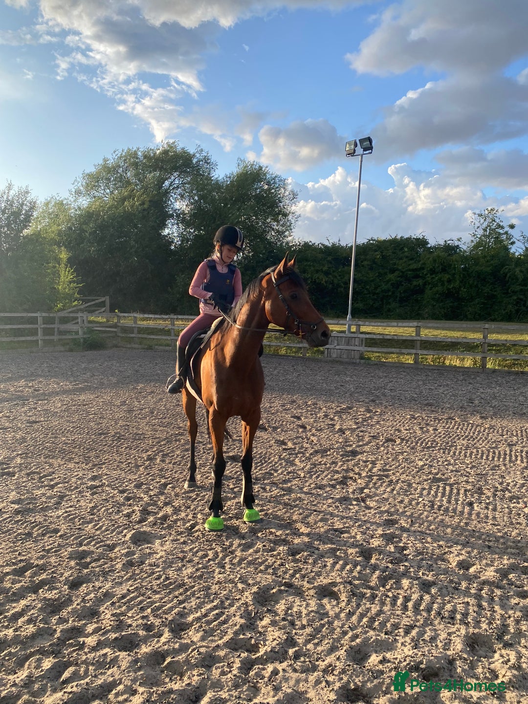 Irish Thoroughbred horses for sale: Freddy measuring between 15.2 and 15.3 - Image 2