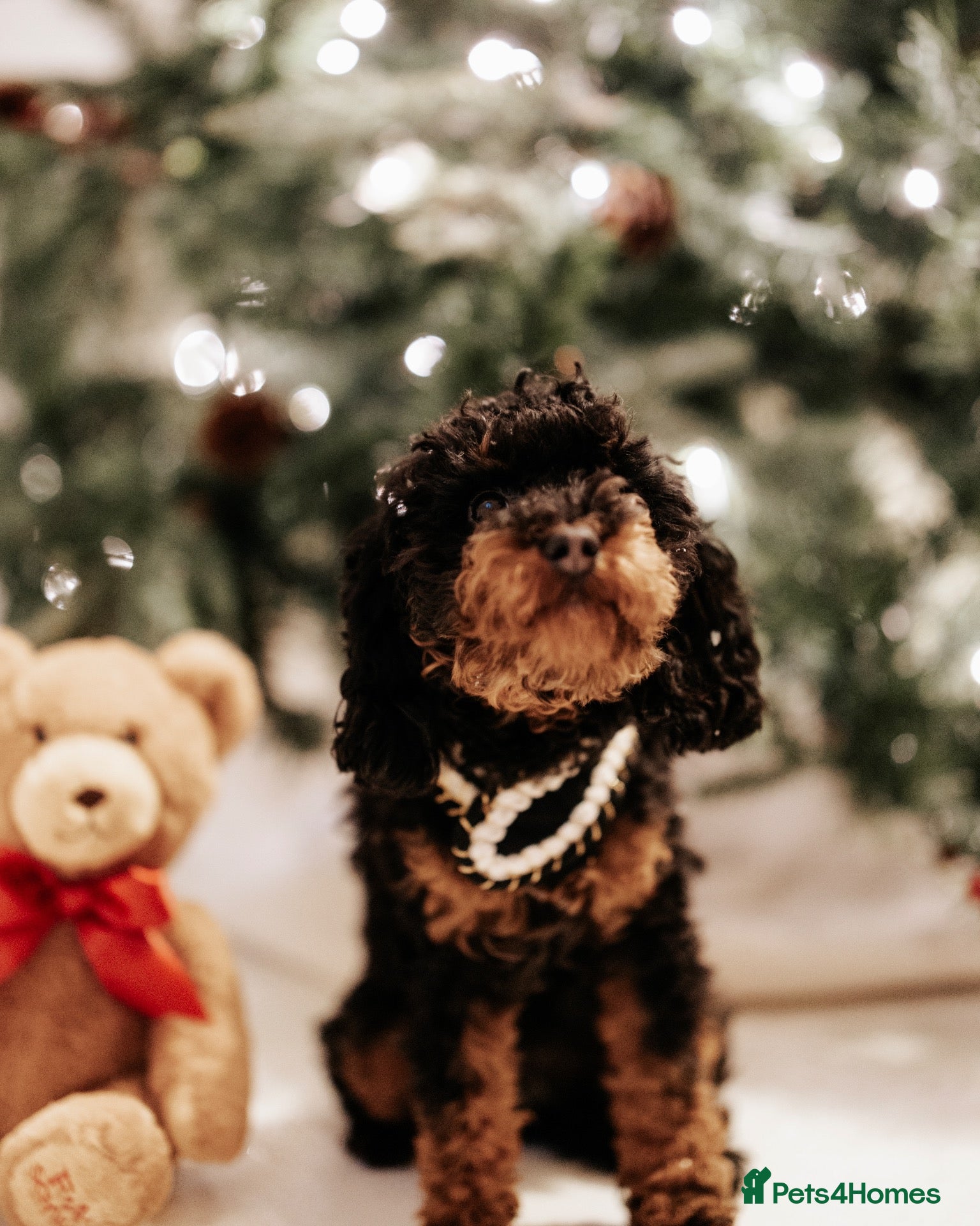 Maltipoo dogs for sale: The most adorable Tiny maltipoo puppies - Advert 2