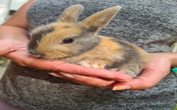 Lionhead rabbits for sale: Lionhead x Lop Baby Bunnies - Image 4