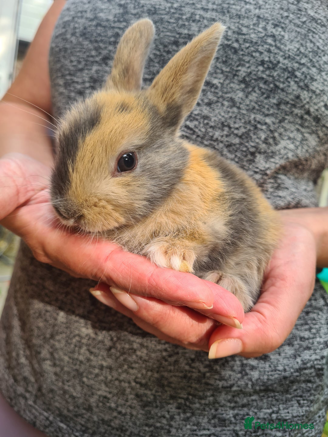 Lionhead rabbits for sale: Lionhead x Lop Baby Bunnies - Image 4