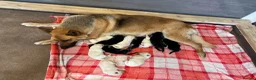 German Shepherd dogs for sale: German Shepherd Puppies, straight backed.  - Advert 5