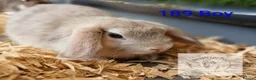 Mixed Breed rabbits for sale: 4 stunning bunnies looking for their new homes 🐇  - Advert 10