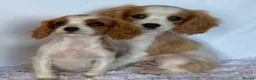 Cavalier King Charles Spaniel dogs for sale: Beautiful King Charles puppys in Stafford - Advert 11