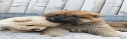 Chow Chow dogs for sale: Chow Chow puppies for sale - Advert 8