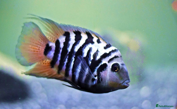 Cichlids fish Healthy Convict (Zebra) Cichlids for Sale!  - Advert 2